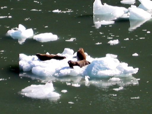 Seals on Icebergs