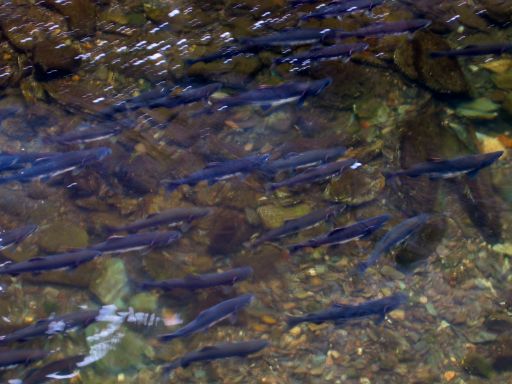 Salmon in Ketchikan Creek
