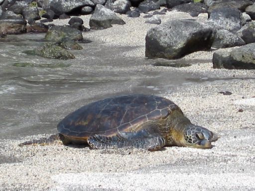 Sea Turtle Sunning on Beach