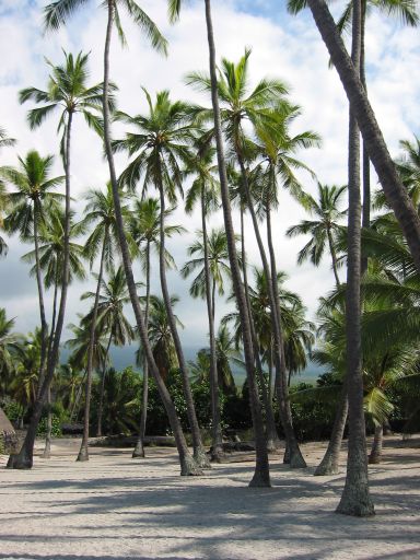 Palm Trees along the Pu'uhonua Wall