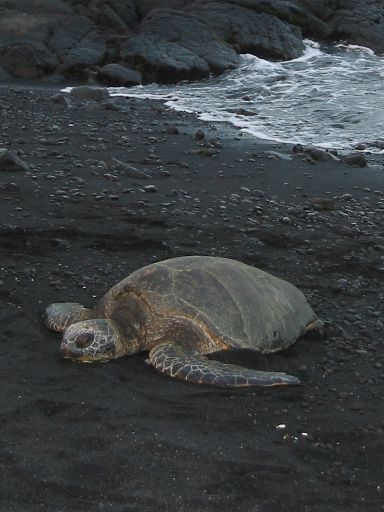 Sea Turtle (Honu) on Punalu'u Beach