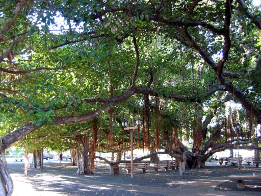 Banyan Tree in Lahaina