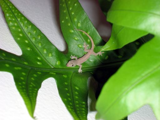 Baby Gecko at Bed & Breakfast in Poipu