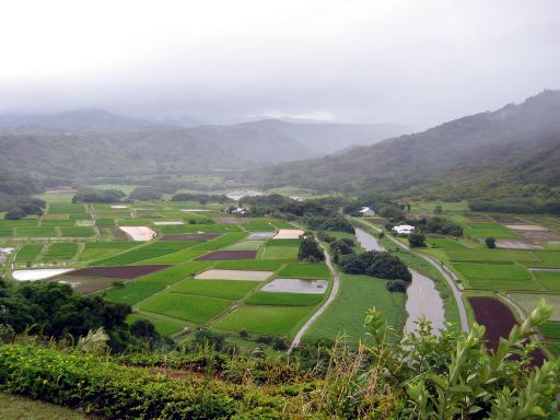 Taro Fields of the Hanalei Valley