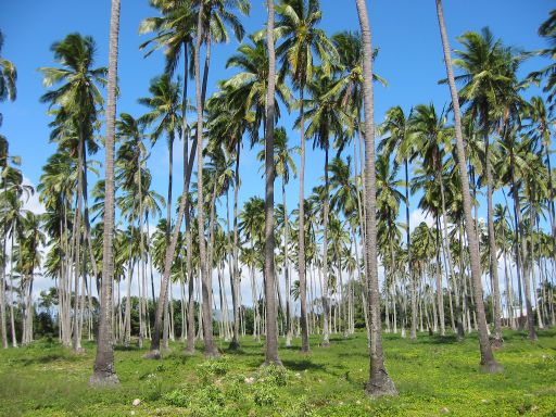 Palm Trees on the Coconut Coast of Kaua'i