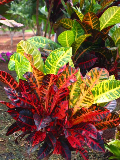 Colorful Plants at Dole Plantation