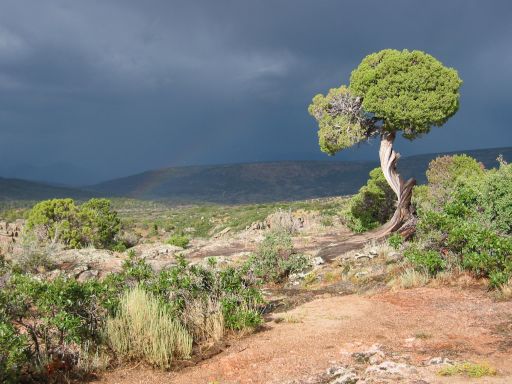 Lone Tree with a Rainbow
