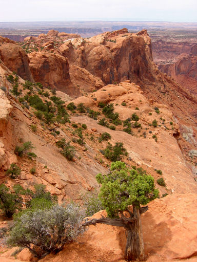 View from Upheaval Dome