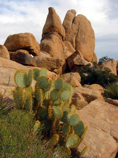 Cactus and Rocks