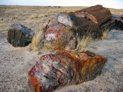 Cluster of Petrified Logs