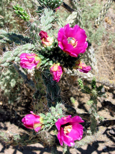 Flowering Cholla Cactus