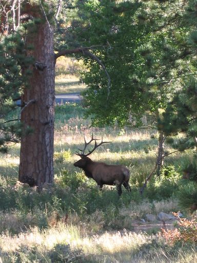 Elk near the Beaver Meadows Visitor Center